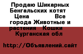 Продаю Шикарных Бенгальских котят › Цена ­ 17 000 - Все города Животные и растения » Кошки   . Курганская обл.